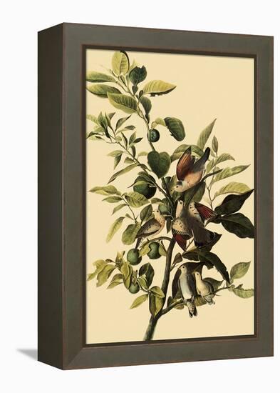 Ground Doves-John James Audubon-Framed Premier Image Canvas