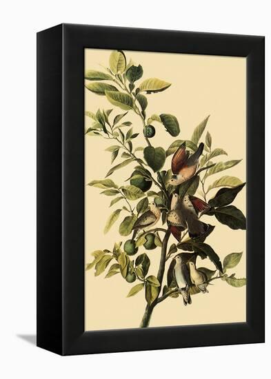 Ground Doves-John James Audubon-Framed Premier Image Canvas