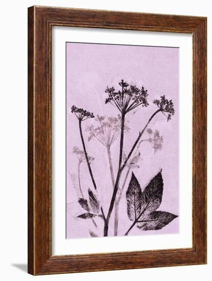 Ground Elder Violet-Pernille Folcarelli-Framed Art Print