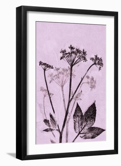 Ground Elder Violet-Pernille Folcarelli-Framed Art Print