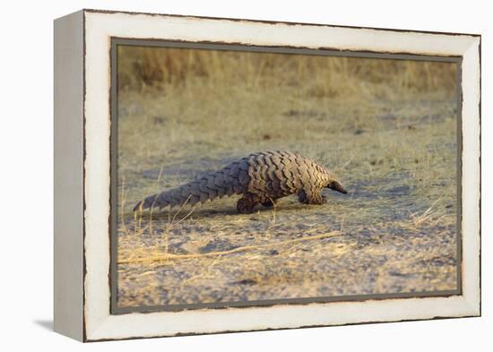 Ground Pangolin-null-Framed Premier Image Canvas