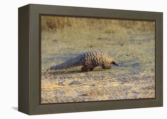 Ground Pangolin-null-Framed Premier Image Canvas