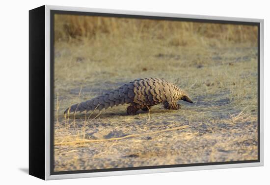 Ground Pangolin-null-Framed Premier Image Canvas