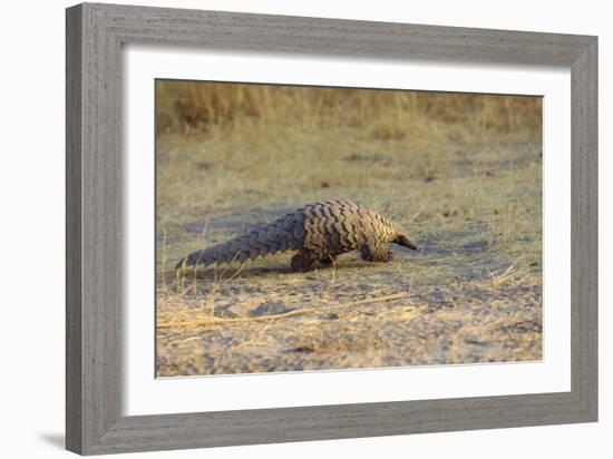 Ground Pangolin-null-Framed Photographic Print