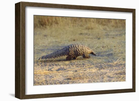 Ground Pangolin-null-Framed Photographic Print