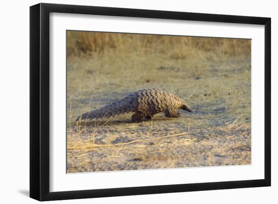 Ground Pangolin-null-Framed Photographic Print