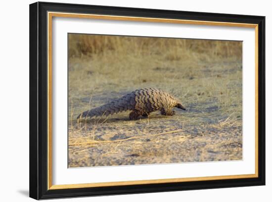 Ground Pangolin-null-Framed Photographic Print