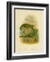 Ground Parakeet, 1891-Gracius Broinowski-Framed Giclee Print