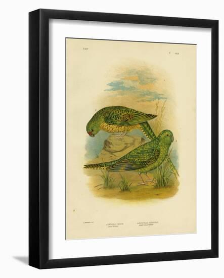 Ground Parakeet, 1891-Gracius Broinowski-Framed Giclee Print