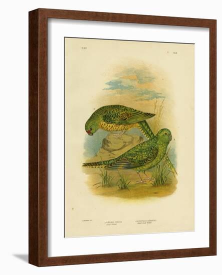 Ground Parakeet, 1891-Gracius Broinowski-Framed Giclee Print
