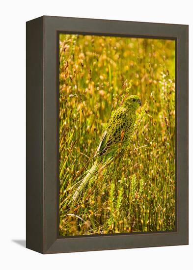 Ground Parrot, Tasmania, Australia-Mark A Johnson-Framed Premier Image Canvas