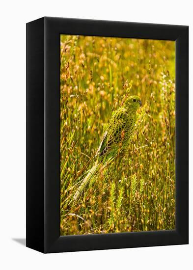 Ground Parrot, Tasmania, Australia-Mark A Johnson-Framed Premier Image Canvas