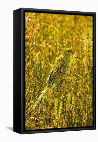 Ground Parrot, Tasmania, Australia-Mark A Johnson-Framed Premier Image Canvas