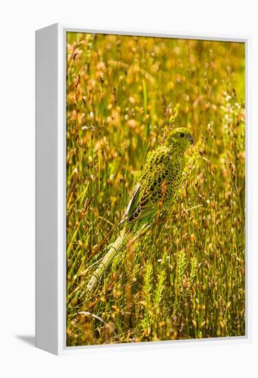 Ground Parrot, Tasmania, Australia-Mark A Johnson-Framed Premier Image Canvas