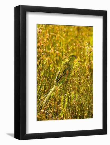 Ground Parrot, Tasmania, Australia-Mark A Johnson-Framed Photographic Print