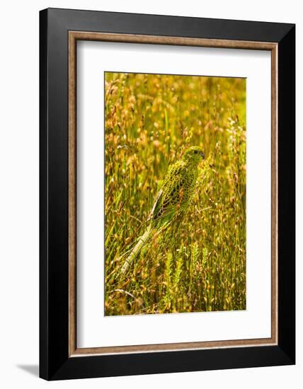 Ground Parrot, Tasmania, Australia-Mark A Johnson-Framed Photographic Print