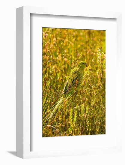 Ground Parrot, Tasmania, Australia-Mark A Johnson-Framed Photographic Print