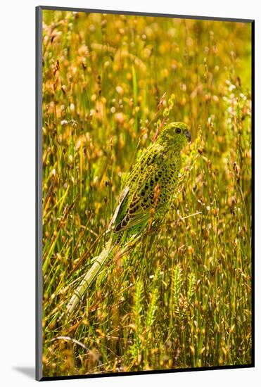 Ground Parrot, Tasmania, Australia-Mark A Johnson-Mounted Photographic Print