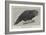 Ground Parrot-Henry Stacey Marks-Framed Giclee Print