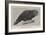 Ground Parrot-Henry Stacey Marks-Framed Giclee Print