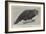 Ground Parrot-Henry Stacey Marks-Framed Giclee Print