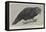 Ground Parrot-Henry Stacey Marks-Framed Premier Image Canvas