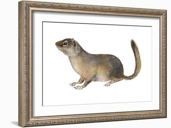 Ground Squirrel (Sciuridae), Mammals-Encyclopaedia Britannica-Framed Art Print