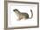 Ground Squirrel (Sciuridae), Mammals-Encyclopaedia Britannica-Framed Art Print