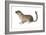 Ground Squirrel (Sciuridae), Mammals-Encyclopaedia Britannica-Framed Art Print