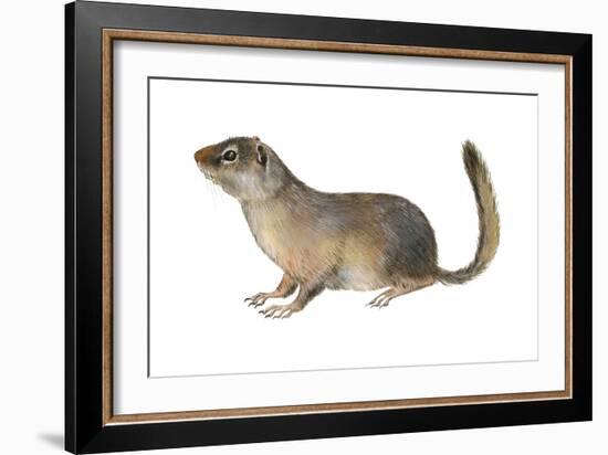 Ground Squirrel (Sciuridae), Mammals-Encyclopaedia Britannica-Framed Art Print