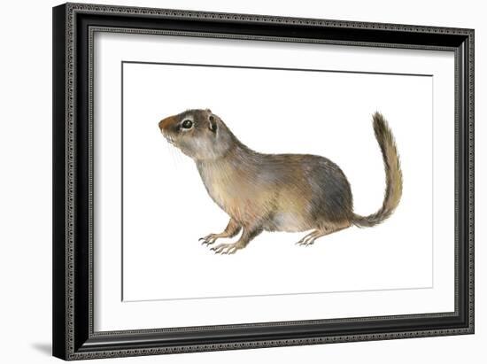 Ground Squirrel (Sciuridae), Mammals-Encyclopaedia Britannica-Framed Art Print