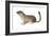 Ground Squirrel (Sciuridae), Mammals-Encyclopaedia Britannica-Framed Art Print