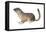 Ground Squirrel (Sciuridae), Mammals-Encyclopaedia Britannica-Framed Stretched Canvas