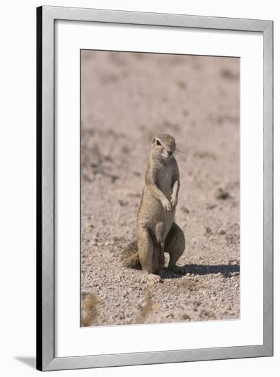 Ground Squirrel Standing Up-DLILLC-Framed Photographic Print