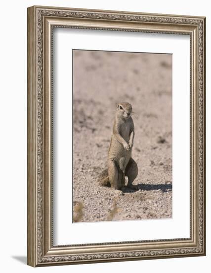 Ground Squirrel Standing Up-DLILLC-Framed Photographic Print