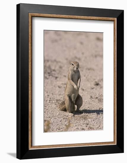 Ground Squirrel Standing Up-DLILLC-Framed Photographic Print