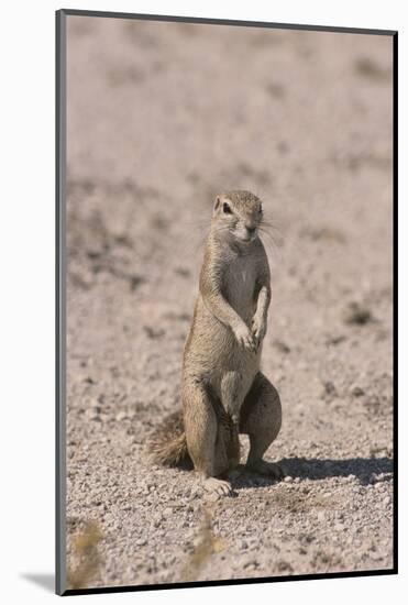 Ground Squirrel Standing Up-DLILLC-Mounted Photographic Print