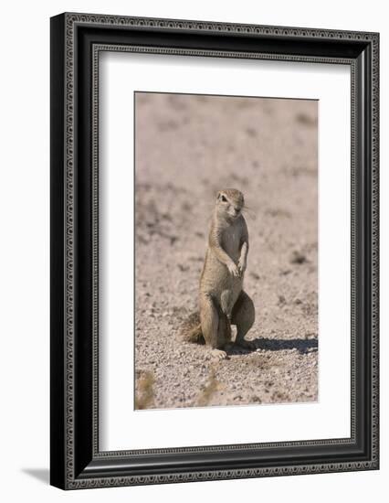 Ground Squirrel Standing Up-DLILLC-Framed Photographic Print