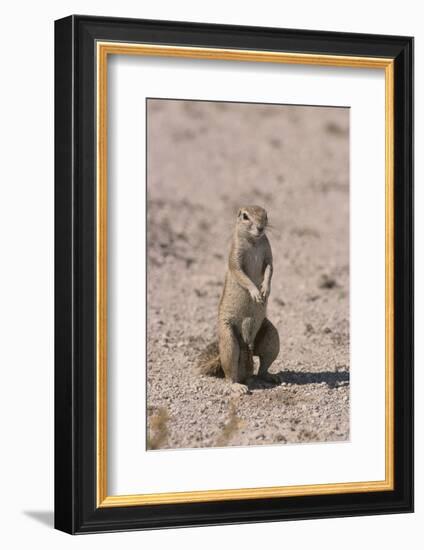 Ground Squirrel Standing Up-DLILLC-Framed Photographic Print