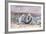 Ground Squirrel (Xerus Inauris) Sitting On Tail, Kgalagadi Transfrontier Park, Northern Cape-Ann & Steve Toon-Framed Photographic Print