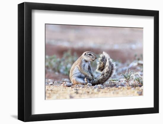 Ground Squirrel (Xerus Inauris) Sitting On Tail, Kgalagadi Transfrontier Park, Northern Cape-Ann & Steve Toon-Framed Photographic Print