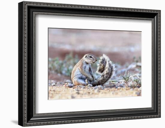 Ground Squirrel (Xerus Inauris) Sitting On Tail, Kgalagadi Transfrontier Park, Northern Cape-Ann & Steve Toon-Framed Photographic Print