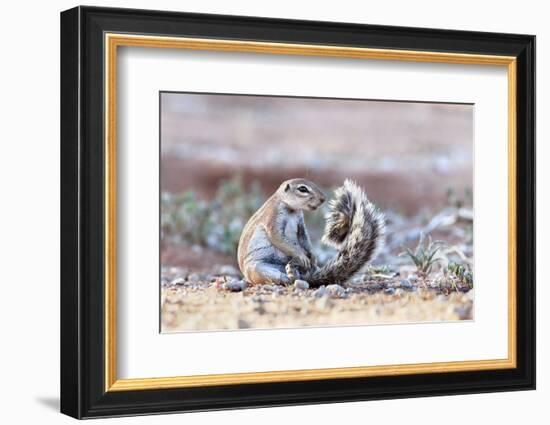 Ground Squirrel (Xerus Inauris) Sitting On Tail, Kgalagadi Transfrontier Park, Northern Cape-Ann & Steve Toon-Framed Photographic Print