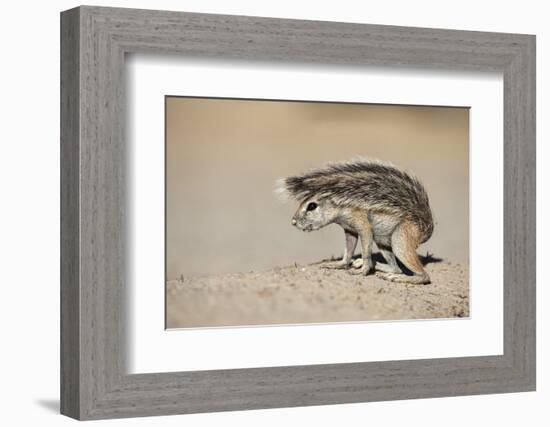 Ground Squirrel (Xerus Inauris) Young, Kgalagadi Transfrontier Park, Northern Cape, South Africa-Ann & Steve Toon-Framed Photographic Print