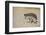 Ground Squirrel (Xerus Inauris) Young, Kgalagadi Transfrontier Park, Northern Cape, South Africa-Ann & Steve Toon-Framed Photographic Print