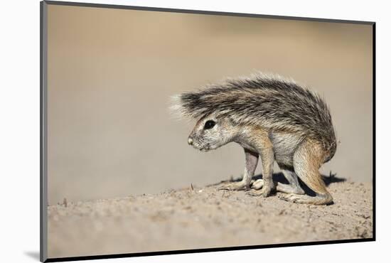 Ground Squirrel (Xerus Inauris) Young, Kgalagadi Transfrontier Park, Northern Cape, South Africa-Ann & Steve Toon-Mounted Photographic Print