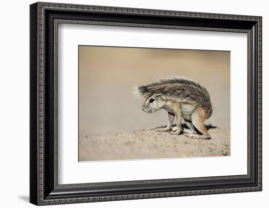 Ground Squirrel (Xerus Inauris) Young, Kgalagadi Transfrontier Park, Northern Cape, South Africa-Ann & Steve Toon-Framed Photographic Print