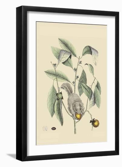 Ground Squirrel-Mark Catesby-Framed Art Print