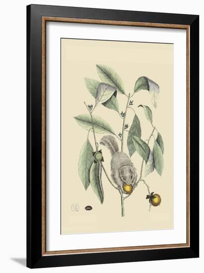 Ground Squirrel-Mark Catesby-Framed Art Print