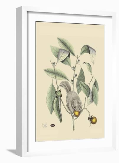 Ground Squirrel-Mark Catesby-Framed Art Print